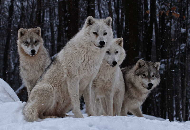 raising wolf pups