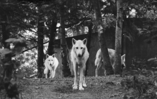 Wolf Pack